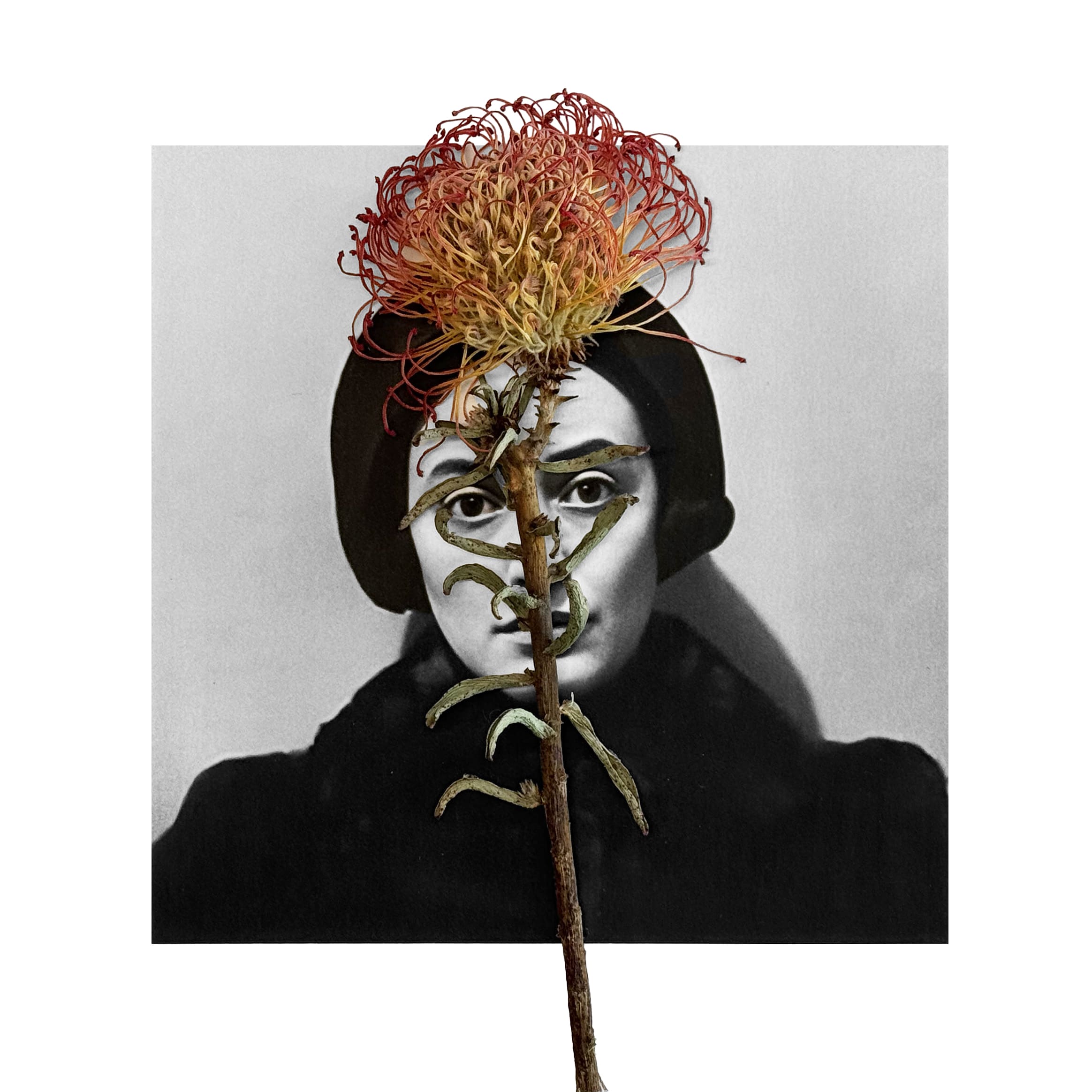 Dorothy con protea alfiler 1